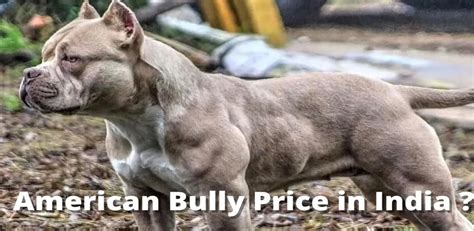 american bully price range philippines|American Bully in the Philippines .